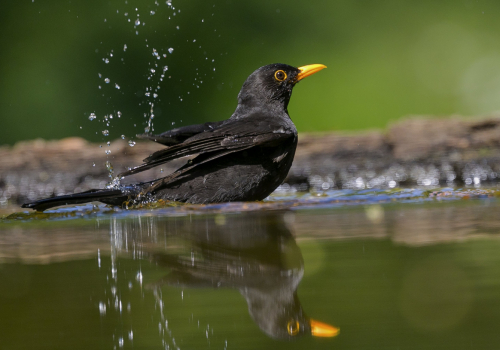 Kos černý  (Turdus merula)  A42I0728ok