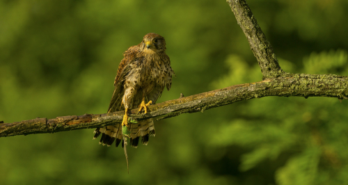 Poštolka obecná  (Falco tinnunculus)  A42I0794ok1