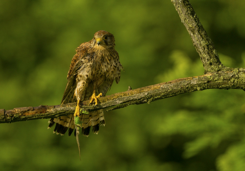 Poštolka obecná  (Falco tinnunculus)  A42I0794ok1