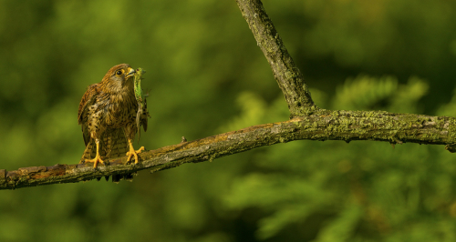 Poštolka obecná  (Falco tinnunculus)  A42I0816ok1