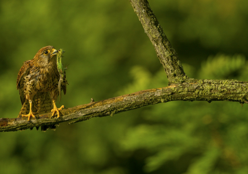 Poštolka obecná  (Falco tinnunculus)  A42I0816ok1