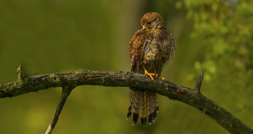 Poštolka obecná  (Falco tinnunculus)  A42I0838ok