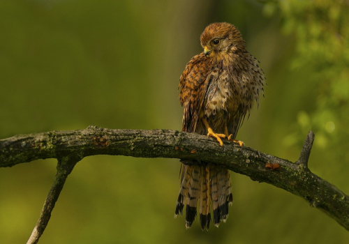 Poštolka obecná  (Falco tinnunculus)  A42I0838ok