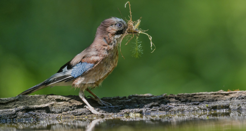 Sojka obecná  (Garrulus glandarius)  A42I0889ok