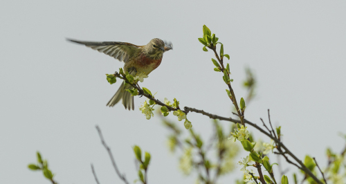 Čečetka zimní  (Carduelis flammea)  A42I0910ok