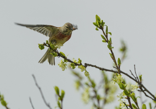 Čečetka zimní  (Carduelis flammea)  A42I0910ok