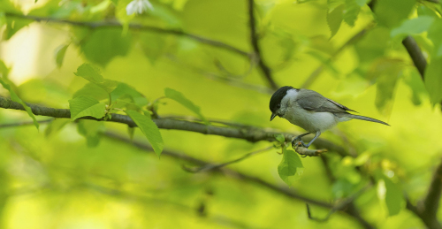 Sýkora babka  (Poecile palustris, syn. Parus palustris)  A42I0956ok
