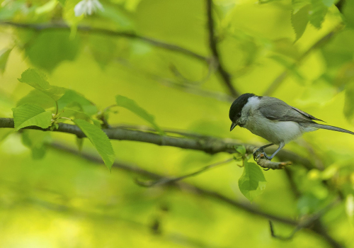 Sýkora babka  (Poecile palustris, syn. Parus palustris)  A42I0956ok