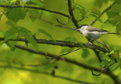 Sýkora babka  (Poecile palustris, syn. Parus palustris) A42I1036okok