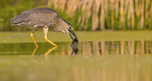 Kvakoš noční  (Nycticorax nycticorax)  A42I1073ok