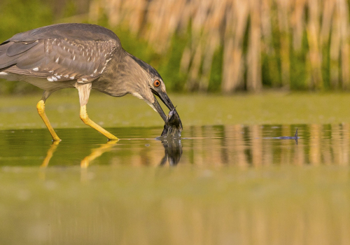 Kvakoš noční  (Nycticorax nycticorax)  A42I1073ok