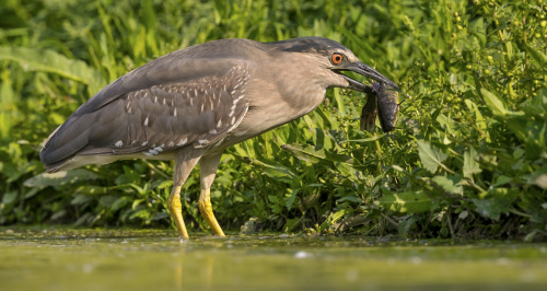 Kvakoš noční  (Nycticorax nycticorax)  A42I1079ok