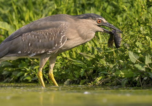 Kvakoš noční  (Nycticorax nycticorax)  A42I1079ok