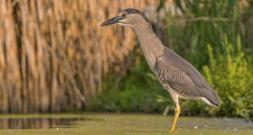 Kvakoš noční  (Nycticorax nycticorax)  A42I1091ok