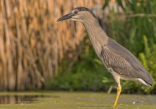 Kvakoš noční  (Nycticorax nycticorax)  A42I1091ok