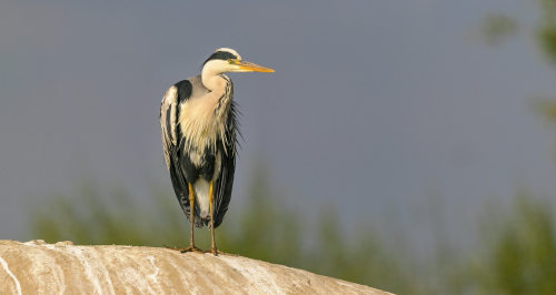 Volavka popelavá  (Ardea cinerea)  A42I1110ok