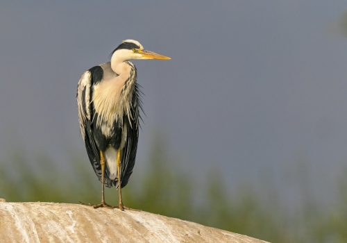Volavka popelavá  (Ardea cinerea)  A42I1110ok