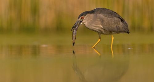 Kvakoš noční  (Nycticorax nycticorax)  A42I1127ok