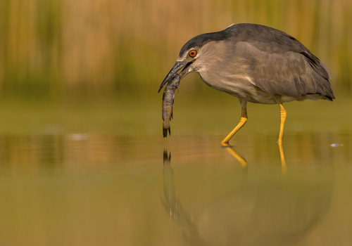 Kvakoš noční  (Nycticorax nycticorax)  A42I1127ok
