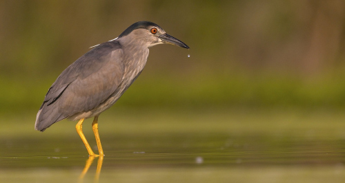 Kvakoš noční  (Nycticorax nycticorax)  A42I1138ok
