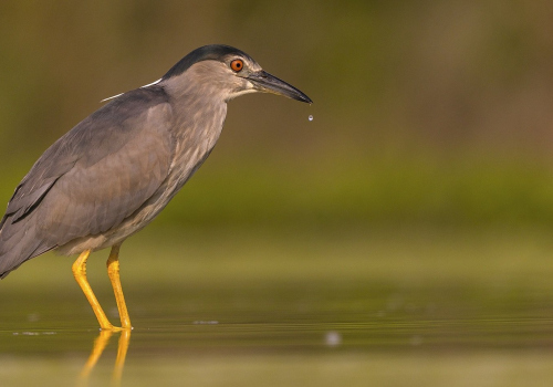 Kvakoš noční  (Nycticorax nycticorax)  A42I1138ok