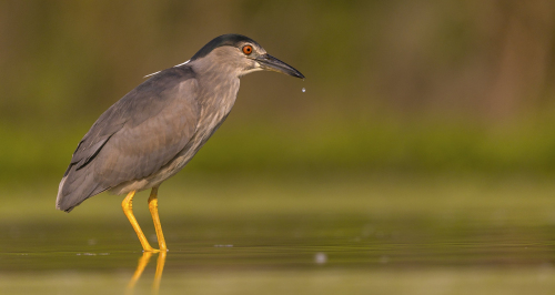 Kvakoš noční  (Nycticorax nycticorax)  A42I1138ok