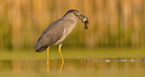 Kvakoš noční  (Nycticorax nycticorax)  A42I1146ok
