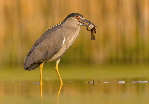 Kvakoš noční  (Nycticorax nycticorax)  A42I1146ok