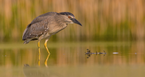 Kvakoš noční  (Nycticorax nycticorax)  A42I1166ok