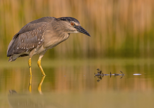 Kvakoš noční  (Nycticorax nycticorax)  A42I1166ok