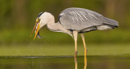 Volavka popelavá  (Ardea cinerea)  A42I1177ok