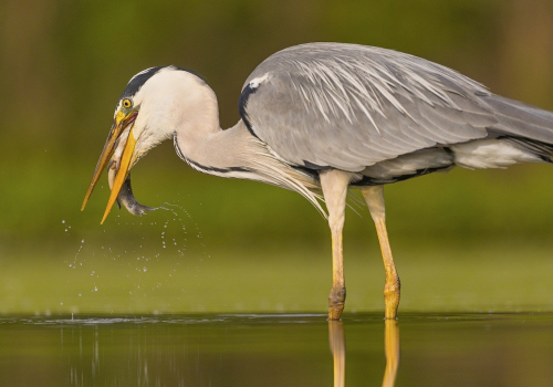 Volavka popelavá  (Ardea cinerea)  A42I1177ok