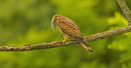 Poštolka obecná  (Falco tinnunculus)  A42I1246ok
