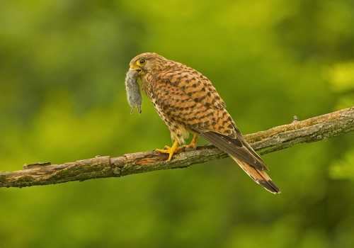 Poštolka obecná  (Falco tinnunculus)  A42I1246ok