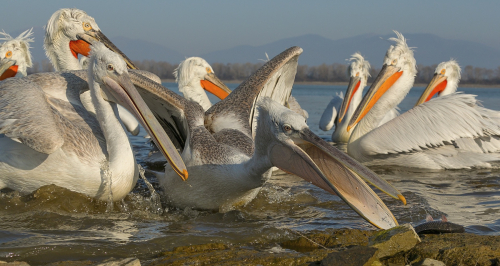 Pelikán kadeřavý  (Pelecanus crispus)  A42I1273ok
