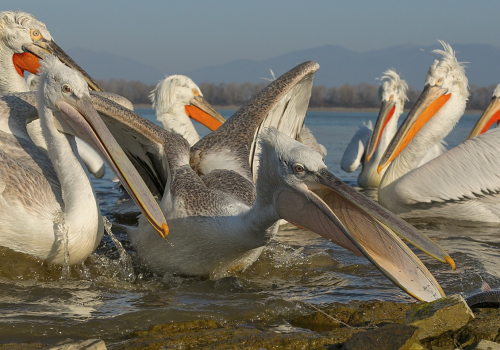 Pelikán kadeřavý  (Pelecanus crispus)  A42I1273ok