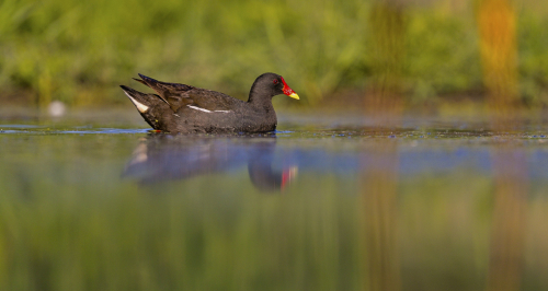 Slípka zelenonohá  (Gallinula chloropus)  A42I1307ok