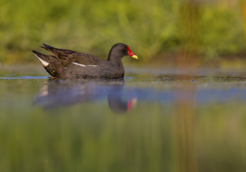 Slípka zelenonohá  (Gallinula chloropus)  A42I1307ok