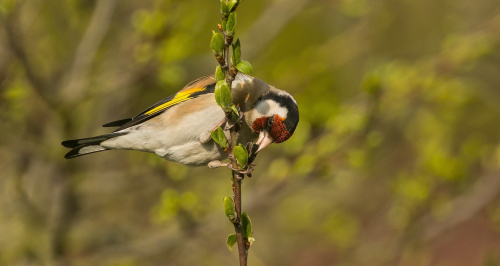 Stehlík obecný  (Carduelis carduelis)  A42I1346ok