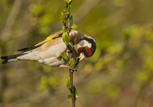 Stehlík obecný  (Carduelis carduelis)  A42I1346ok