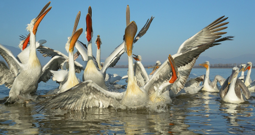 Pelikán kadeřavý  (Pelecanus crispus)  A42I1349ok