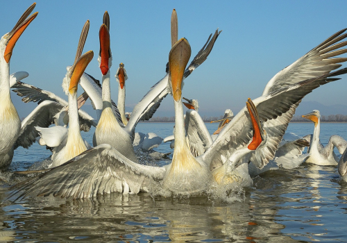 Pelikán kadeřavý  (Pelecanus crispus)  A42I1349ok