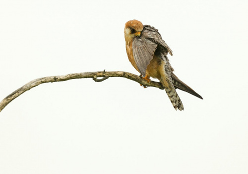 Poštolka rudonohá  (Falco vespertinus)  A42I1397ok