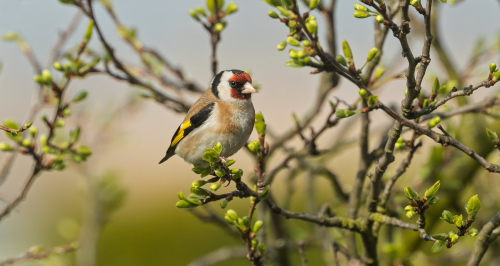 Stehlík obecný  (Carduelis carduelis) A42I1483ok