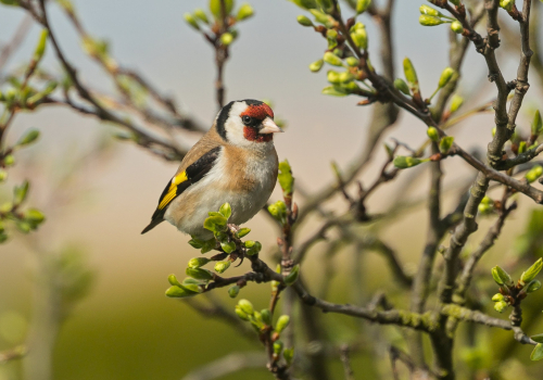 Stehlík obecný  (Carduelis carduelis) A42I1483ok