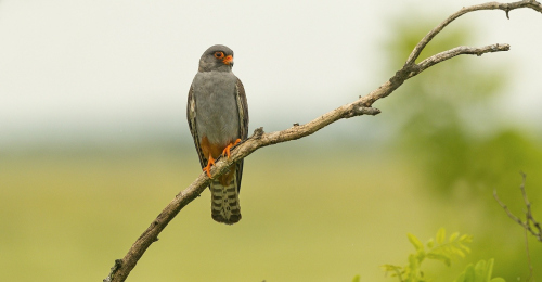 Poštolka rudonohá  (Falco vespertinus)  A42I1495ok