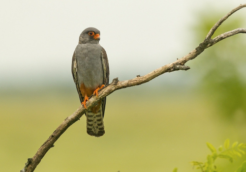 Poštolka rudonohá  (Falco vespertinus)  A42I1495ok