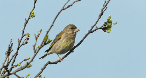 Zvonek zelený  (Chloris chloris)  A42I1548ok