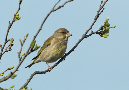 Zvonek zelený  (Chloris chloris)  A42I1548ok