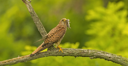 Poštolka obecná  (Falco tinnunculus)  A42I1571ok